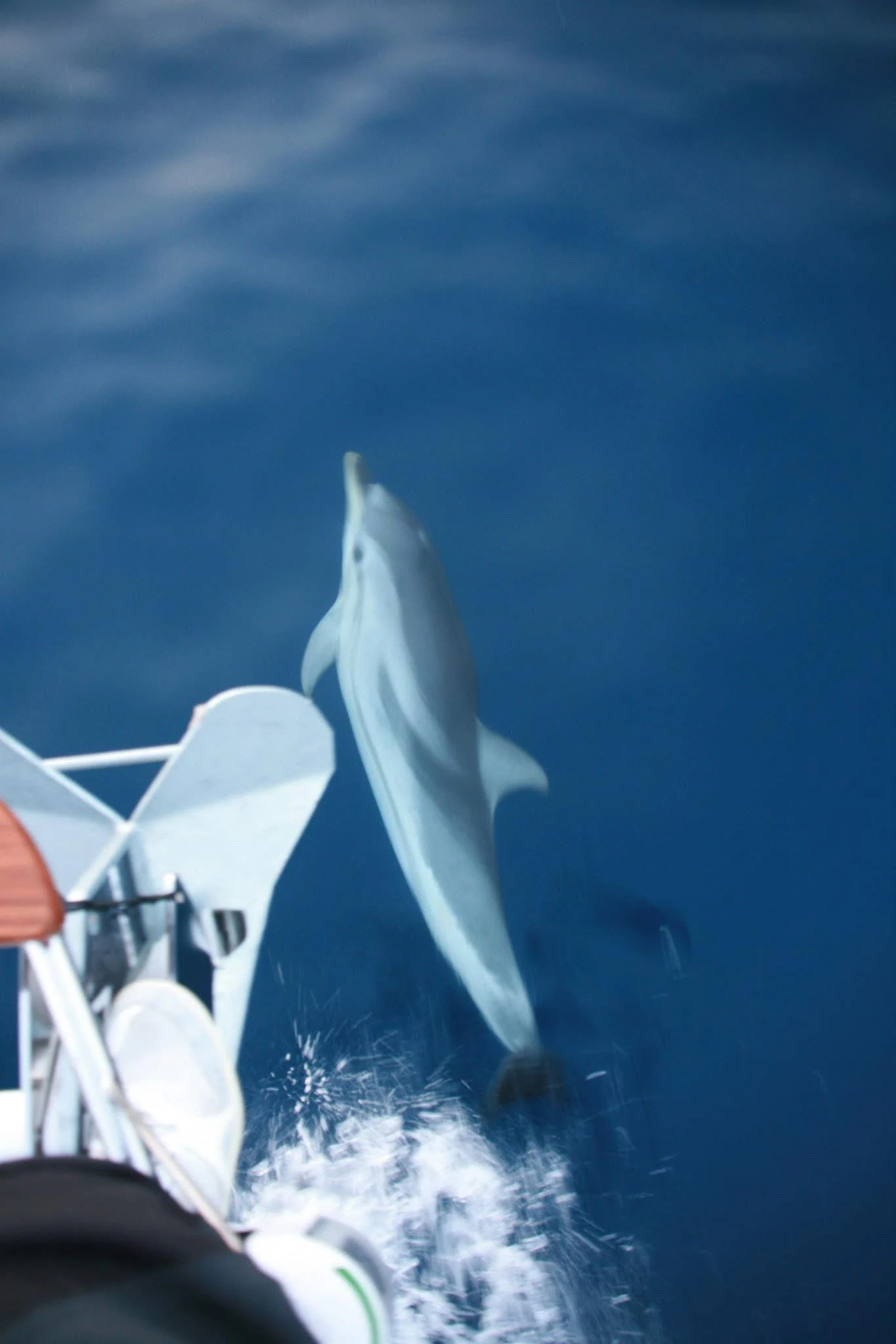 Dauphin dans les eaux des Antilles